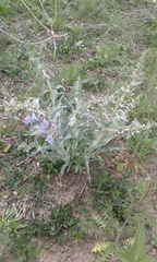 Penstemon angustifolius