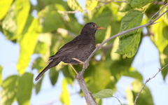 Turdus chiguanco
