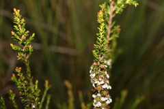 Leptospermum liversidgei