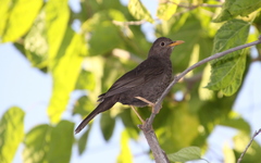 Turdus chiguanco