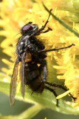 Phyto melanocephala
