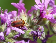 Adelphocoris ticinensis