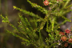 Leptospermum liversidgei