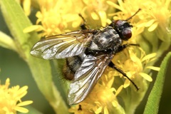 Phyto melanocephala