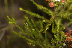 Leptospermum liversidgei