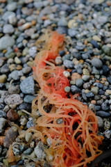 Gracilariaceae