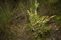 Leptospermum liversidgei