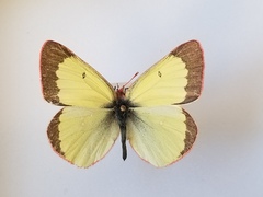 Colias pelidne pelidne