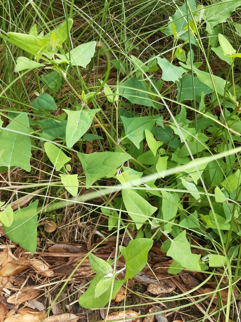 Creeping Saltbush