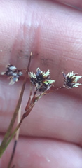 Juncus triglumis
