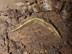 Notogynaphallia quinquestriata