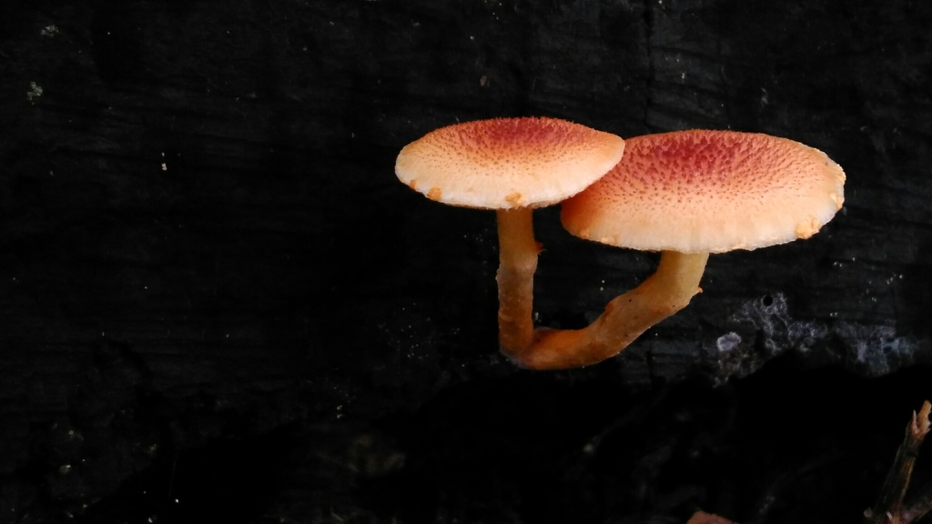 Gymnopilus chrysopellus