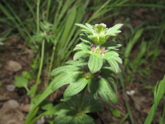 Lamium amplexicaule orientale