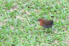 Laterallus albigularis