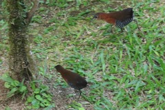 Laterallus albigularis