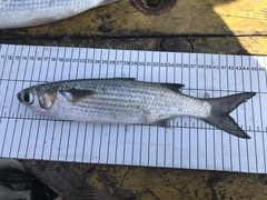Mugil curema