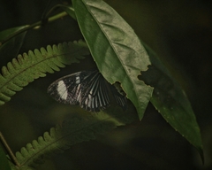 Hypocrita fenestraria