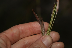 Schoenus scabripes