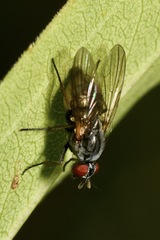 Emmesomyia