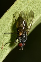 Emmesomyia