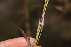 Schoenus scabripes