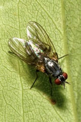 Emmesomyia