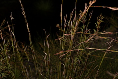 Schoenus scabripes