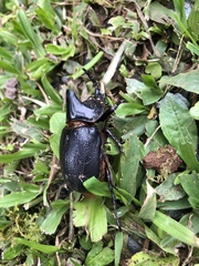 Heterogomphus schoenherri