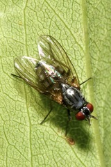Emmesomyia