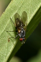 Emmesomyia