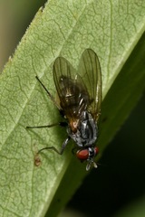 Emmesomyia
