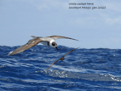 Pterodroma cervicalis