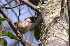 Cranioleuca albicapilla