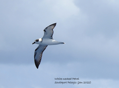 Pterodroma cervicalis