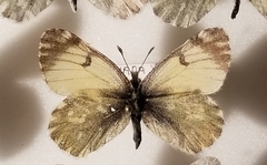 Euchloe naina
