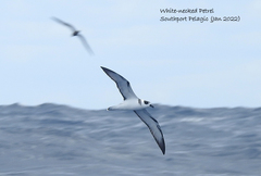 Pterodroma cervicalis