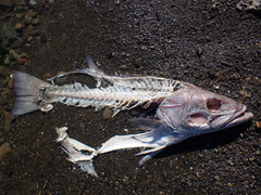 Polyprion oxygeneios