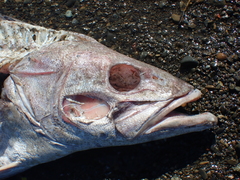 Polyprion oxygeneios