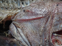 Polyprion oxygeneios