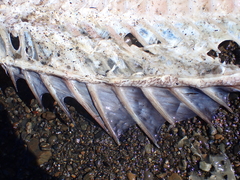 Polyprion oxygeneios