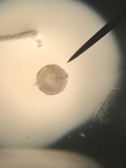 Coscinodiscophycidae