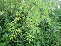 Tarenaya longicarpa