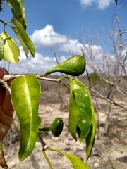 Aspidosperma pyrifolium