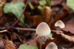 Mycena vitilis