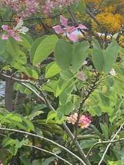 Bauhinia monandra