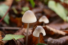 Mycena vitilis