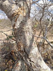Aspidosperma pyrifolium
