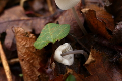 Mycena vitilis