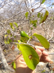 Aspidosperma pyrifolium