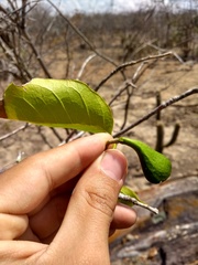 Aspidosperma pyrifolium